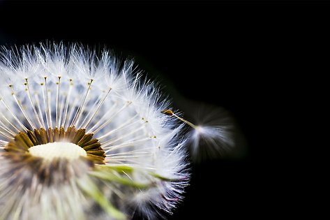 An overflowing dandelion against a black background.