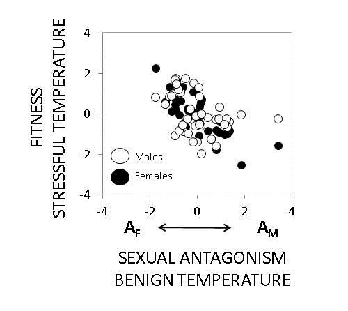 Figure about the role of the environment in modulating intralocus sexual conflict in seed beetle