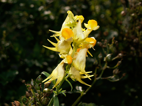Närbild på blomman hos en gul muterad riddarsporre. Varje enskild blomma har flera sporrar.