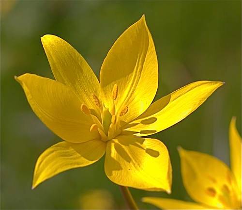 Närbild på den gula blomman hos vildtulpan.