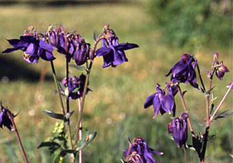 Vild på blomställningen hos akleja. Blommorna är blålila och formade som hängande klockor omgivna av utåtstående kronblad och bakåtriktade sporrar.