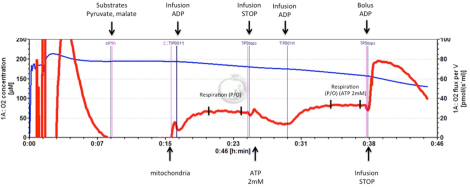 Measuring mitochondrial P/O ratio