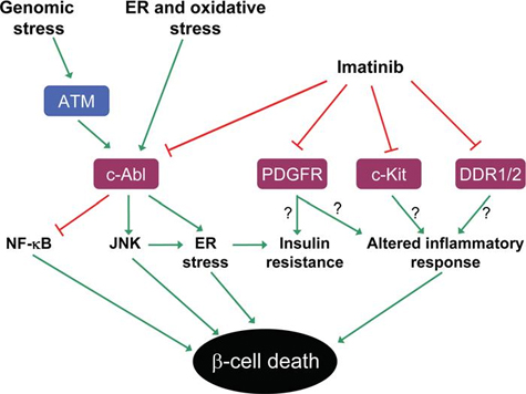 Modell som visar möjliga mekanismer för de antidiabetiska effekterna av imatinib