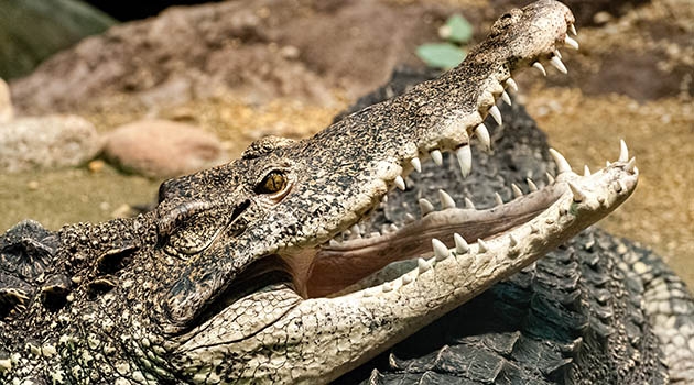 Does Crocodiles Have Ears  