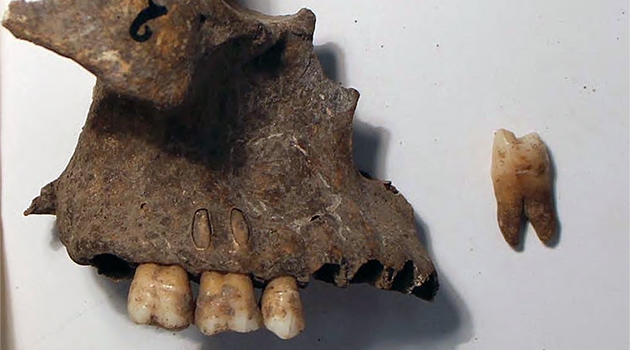Överkäke och tand från det 350 år gamla skelettet som tidigare hittats i en stenåldersgrav i Amoreira i Portugal, och som har analyserats biomolekylärt.