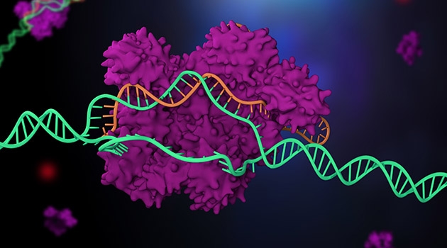 CRISPR Cas9 technology makes it possible to cut and paste in the genome. 