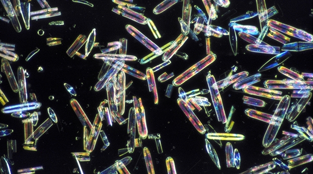 Diatoms are unicellular and form a shell of silica around them.