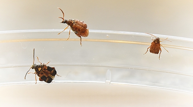 Fröbaggar av arten Callosobruchus maculatus. Honan (som har mörkare färg) är mindre än de två hanarna. 