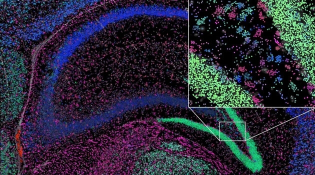  Messenger RNA in a small part of the hippocampus from a mouse brain. The colors represent different "social networks". 