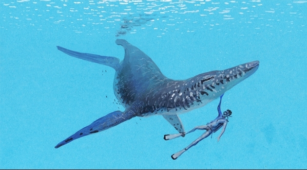 Life reconstruction of the pliosaur from Switzerland with a diver for scale. 