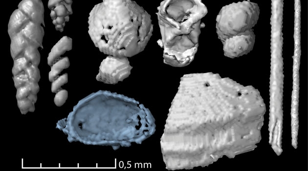Koproliterna innehåller många små matrester inklusive foraminiferer (små skalförsedda amöbor), små skal från havslevande ryggradslösa djur och möjliga borst från havsborstmaskar