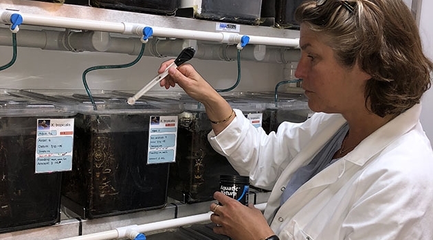 Cecilia Berg, docent i ekotoxikologi, matar grodor i laboratoriet vid avdelningen för miljötoxikologi vid Uppsala universitet.