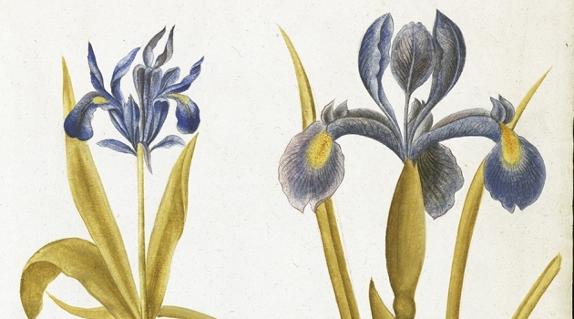 Iris bulbosa ffrom Rudbeck's Book of Flowers