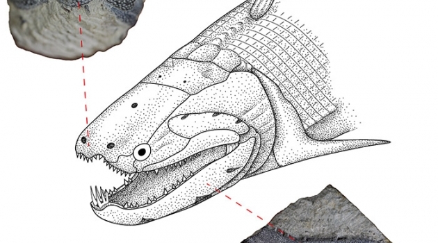 Rekonstruktion av Devonfisken Psarolepis tillsammans med foton av de två element (en nos och en underkäke) som forskarna snittade för att titta på emaljen.