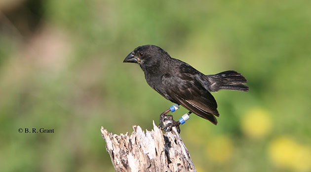 Gene flow between species has played a prominent role throughout the evolutionary history of Darwin’s finches.