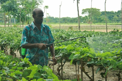 A farmer spraying unknown pesticides on a cucumber cultivation without any safety equipment.