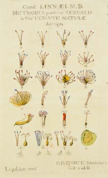 Ehrets illustration av Linnés sexualsystem