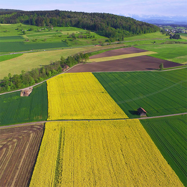 Yellow and green fields