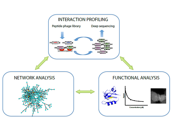 Illustration that describes how the different parts of Ylva Ivarsson's research are connected. Interaction profiling is represented by an illustration of a phage library in which some phages bind to a target protein on a surface. Functional analysis is represented by a protein structure, a kinetic diagram and a cell image. Network analysis is represented by a schematic illustration of a network. Arrows connect interaction profiling with functional analysis, functional analysis with network analysis, and network analysis with interaction profiling.