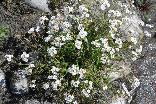 strandtrav, vita blommor