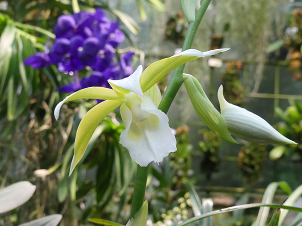 Närbild på den vita blomman hos orkidéen fajus, Phaius tankervilleae