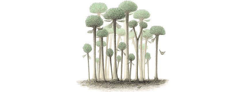 Palaeobotany trees