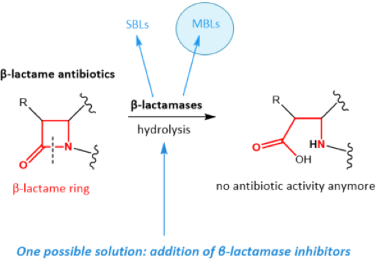 Simplified mode of action of beta-lactamases
