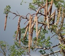 Moringa-trädet