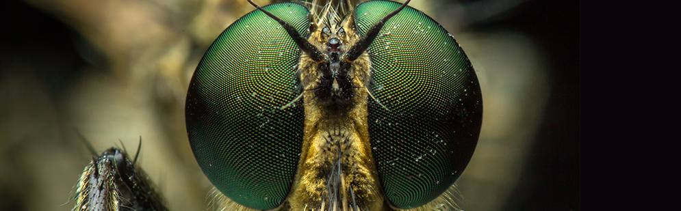 Close-up of a Robberfly's compound eyes.