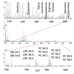 Mass spectrum from a single cell. Selected metabolites and lipids are indicated. The metabolites have been detected in the range m/z=120-210 and the lipids have been detected in the range m/z=700-830. These regions have been magnified.