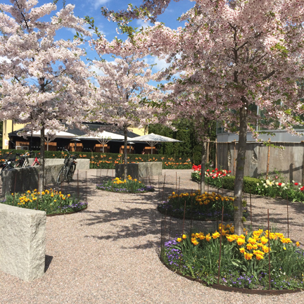 Blommande körsbärsträd med café med parasoll i bakgrunden.