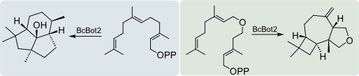 Förenklat reaktionsschema för syntes av två olika terpener från linjära prekursorer. 