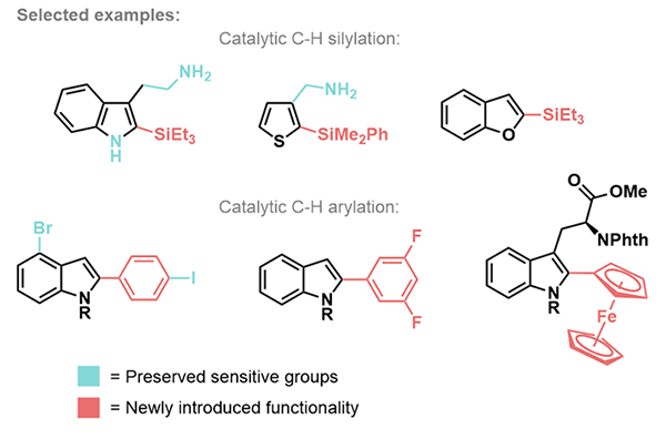Utvalda
exempel på produkter från C-H-silylering och C-H-arylering. Bevarade
funktionella grupper är markerade i blått och nyintroducerade funktionella
grupper är markerade i rött. 