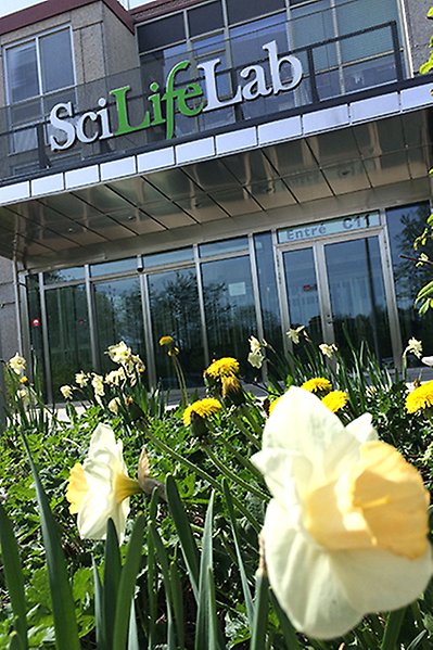 SciLifeLab entrance C11 of BMC, with daffodils in the foreground