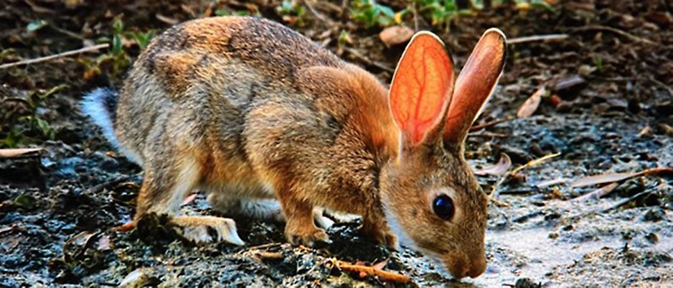 Brown rabbit in the nature drinking water.
