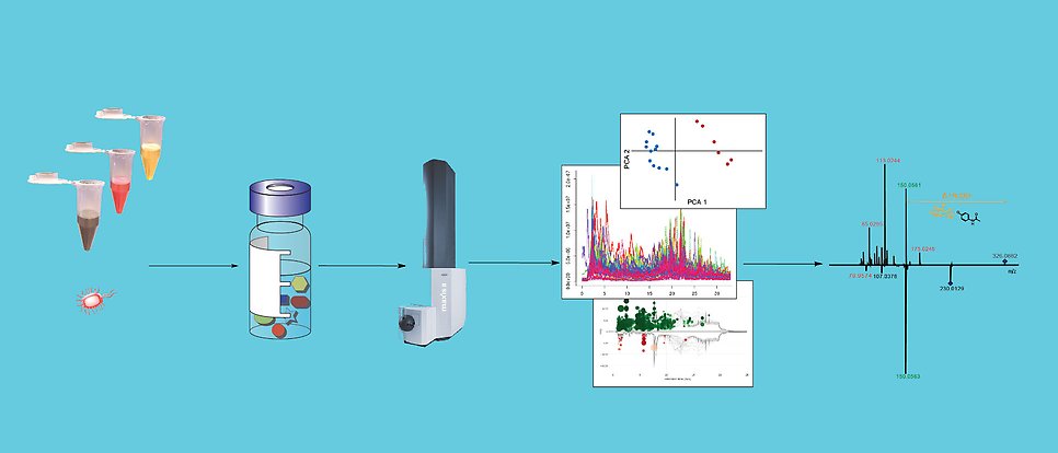 Schematic picture of the research in the Globisch group describing the following steps: Sampling is symbolised by three Eppendorf tubes with different coloured contents. Isolation of metabolites is symbolised by a vial containing various substances. Analysis of metabolites is symbolised by a mass spectrometer. Data analysis is symbolised by three charts. Identification of individual metabolites is symbolised by a mass spectrum.