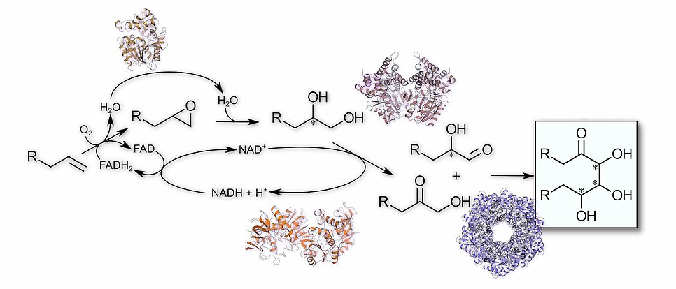 Översiktligt reaktionsschema för de reaktioner som katalyseras av de enzym som Widerstens grupp studerar. Kristallstrukturerna för enzymen är infällda i bilden. 