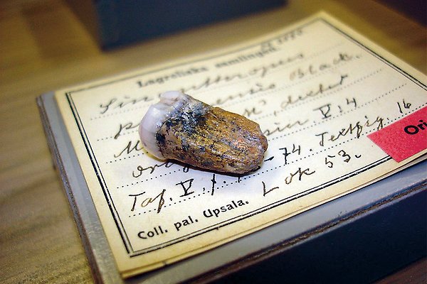 En tand av pekingmänniskan, Homo erectus, som ligger på en handskriven etikett