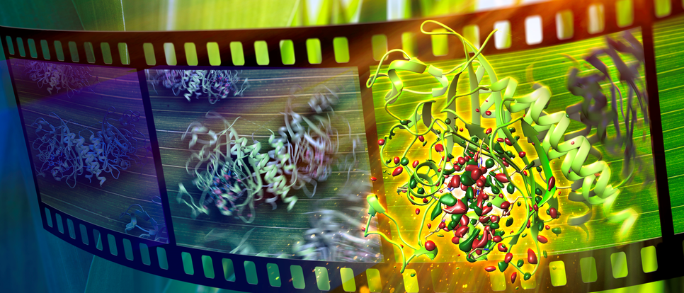 Illustration showing an extended roll of film against a background of plants. In each frame there is a crystal structure of a protein. In one of the frames, the protein is illuminated with light, which causes its conformation to change.