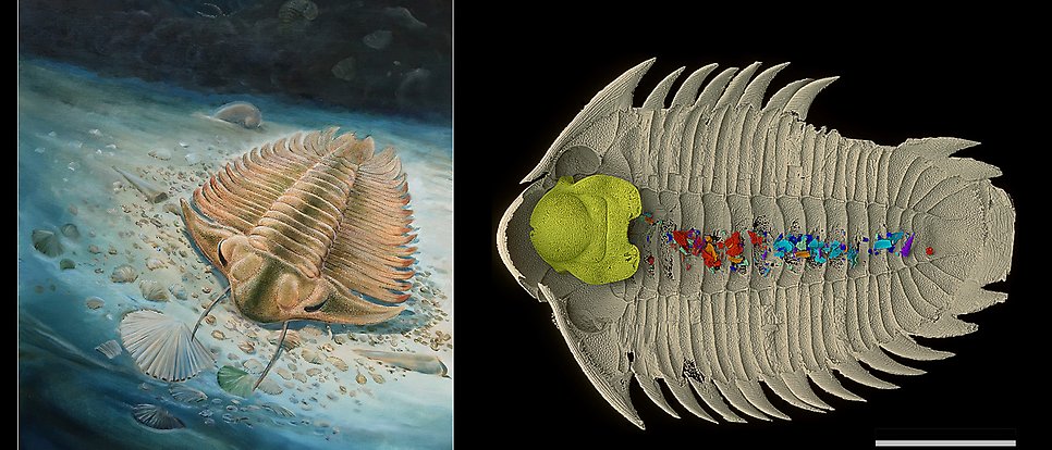 Bildmontage med trilobit på havsbotten och bildmodell på trilobit med maginnehåll. 
