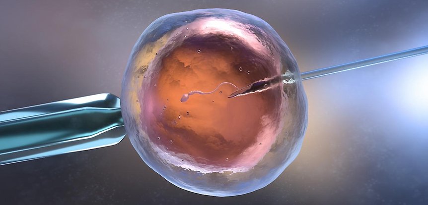 sperma injiceras i ett ägg 