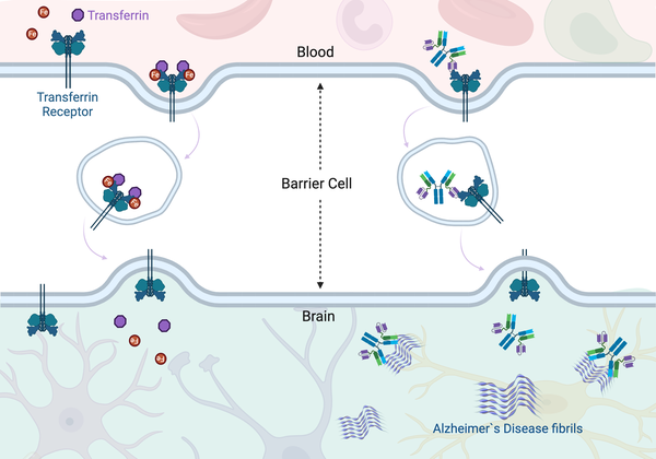 An antibody with blood brain barrier transporters