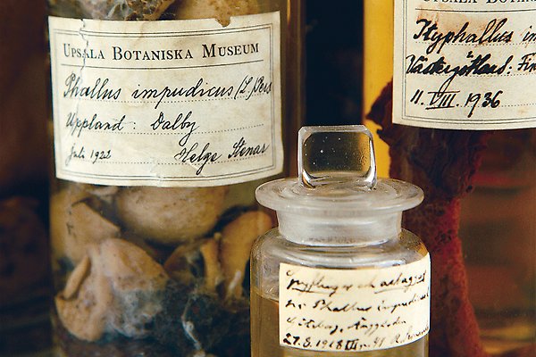 Glasburkar med Phallus impudicus, stinksvamp, och handskrivna etiketter