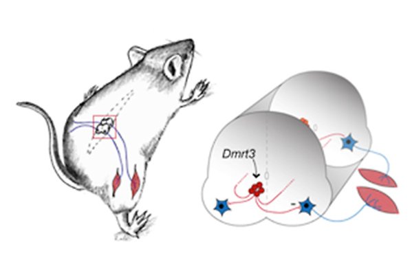 Drawing of a mouse and an enlarged view of its spinal cord where the connection between Dmrt3 neurons to motor neurons is indicated.