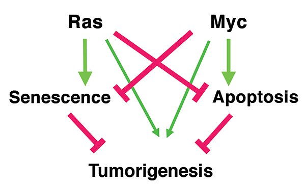 Samarbete mellan MYC och RAS under tumörutveckling.