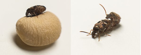 The seed beetle. 
