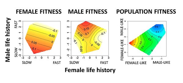 Figures of Intralocus sexual conflict over optimal life history in the seed beetle