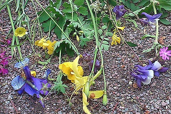 Plockade blommor i blått, gult och rosa som ligger på en grusgång.