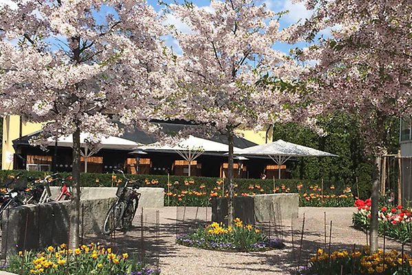 Flowering Prunus trees with the vafé and parasols in the background