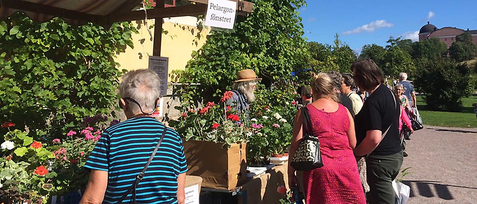 Some ladies admiring geranium for sale in a market stand